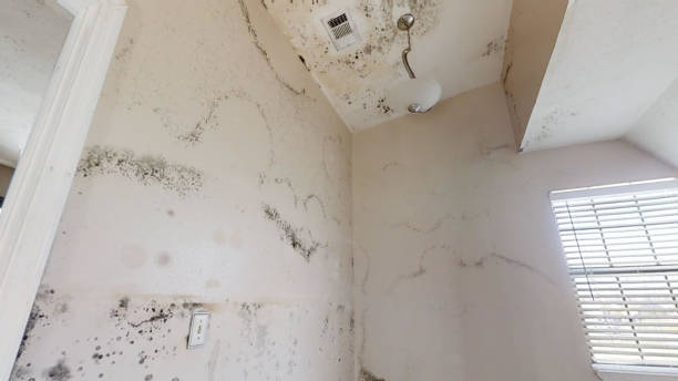 Baidland, PA Mold Removal Company