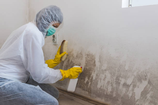 Mold Remediation for Vacation Homes in Baidland, PA