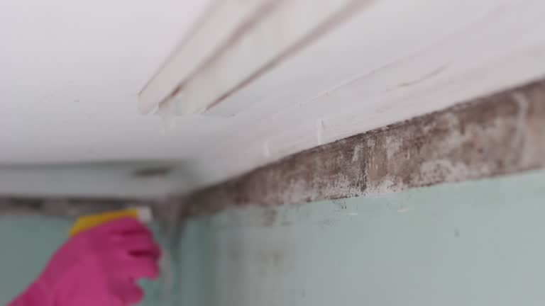 Best Mold Damage Restoration  in Baidland, PA
